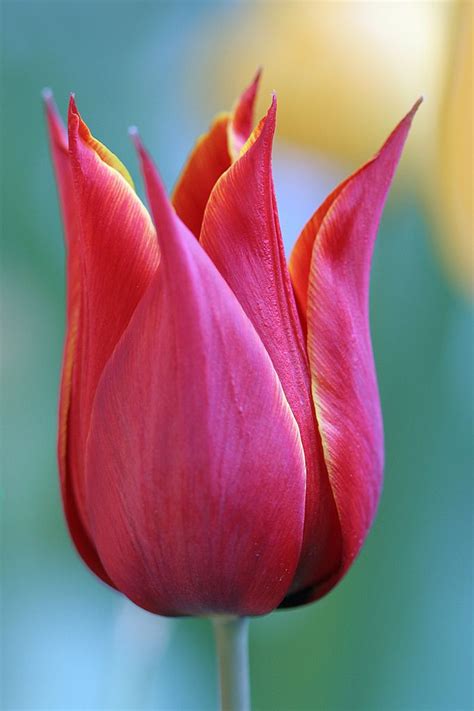 Vibrant tulip close-up | Flower photos, Beautiful flowers, Amazing flowers