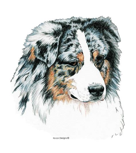 Australian Shepherd Drawing at GetDrawings | Free download