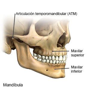 Fractura Del Hueso De La Mandíbula En Adultos Care Guide Information En ...