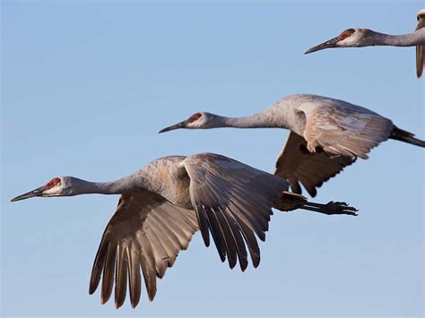 Want to Hunt Sandhill Cranes? You’re Going to Need Stealth, Ultra ...