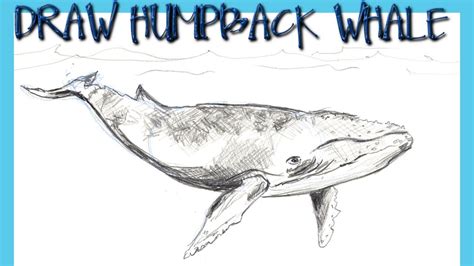 How To Draw A Humpback Whale