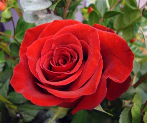 Is there anything more beautiful than a red rose?