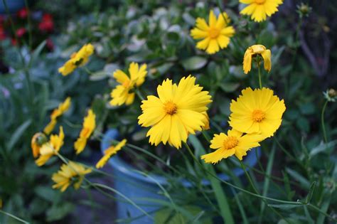 Daisy,yellow,garden,free pictures, free photos - free image from ...