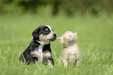 Raising a Kitten & Puppy Together | Animals - mom.me