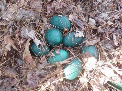 emu eggs in nest Emu Egg, Egg Nest, Spring Birds, Bird Eggs, Egg And I ...