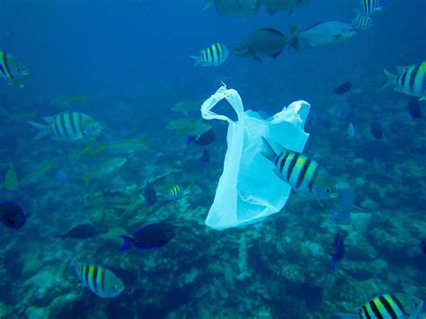 Eco-Schools in Bahamas "Engaging Young People to Reduce Plastic ...