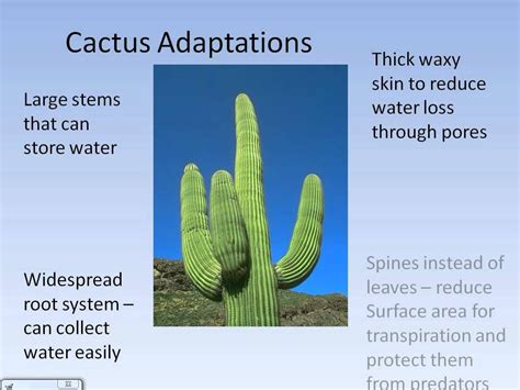 Extreme Environments - Desert climate and adaptations.avi | Plant ...