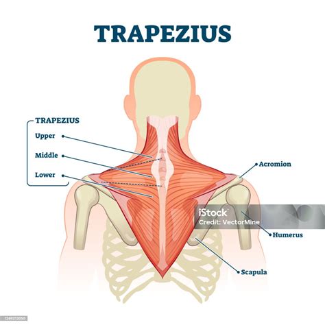 Trapezius Muscle Labeled Medical Anatomy Structure Scheme Vector ...