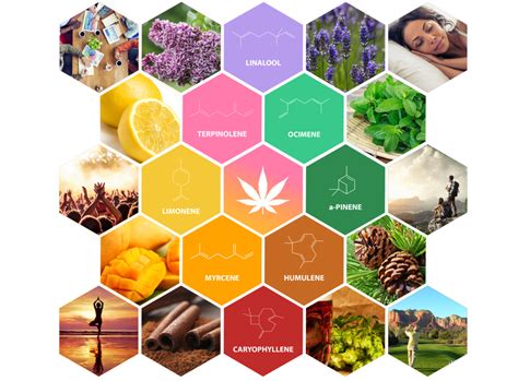 What are Terpenes and What do They do? - Modern Apotheca