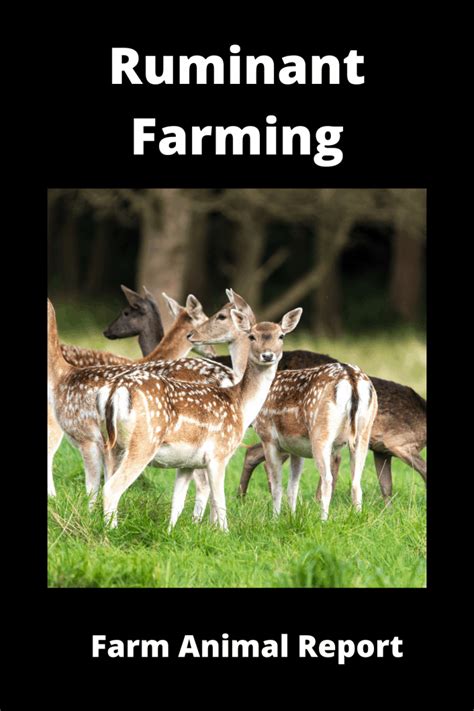 13 Types Ruminant Farming