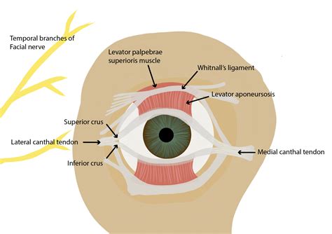 How To Determine Canthal Tilt