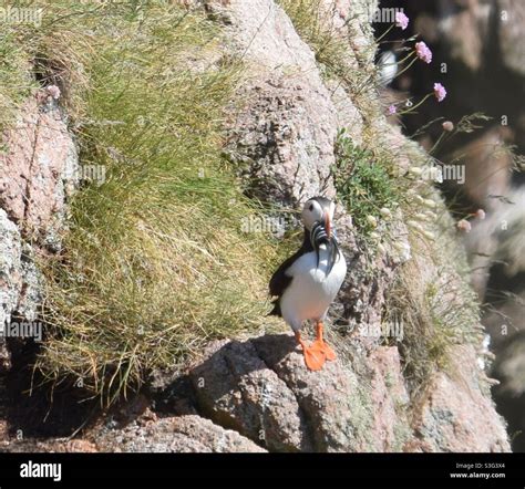 Puffin with sand eels Stock Photo - Alamy