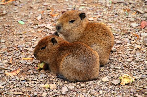 Baby Capybaras - Animal & Insect Photos - Ruthiemade's Photoblog