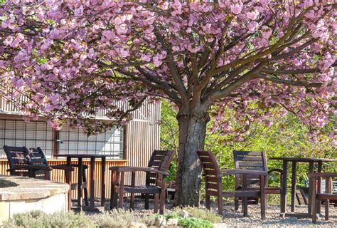 How to Grow and Care for Japanese Flowering Cherry