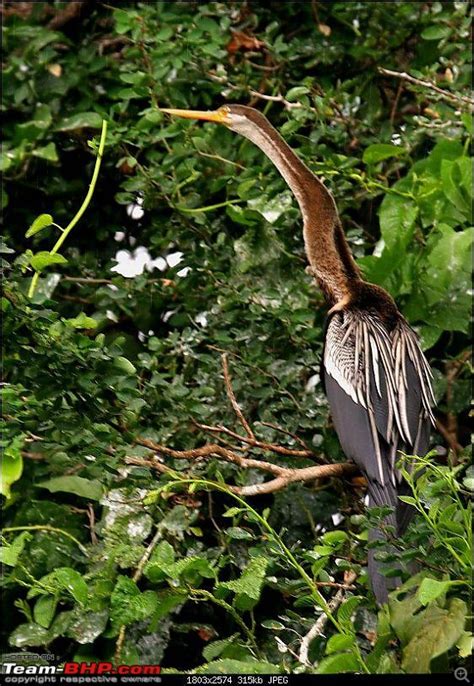 Birds in Sultanpur bird sanctuary - Page 2 - Team-BHP