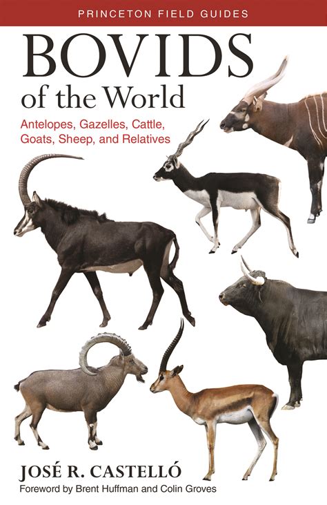 Bovids of the World | Princeton University Press