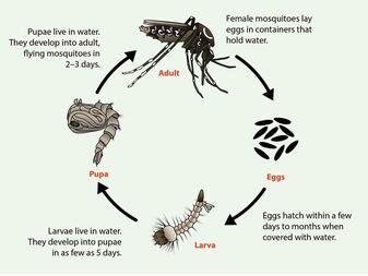 Asian Tiger Mosquito