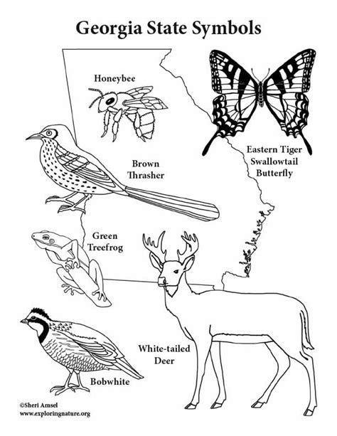 Georgia State Symbols Coloring Page