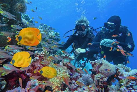 Know Before You Go: Scuba Diving in Sharm el Sheikh – Sharm el Sheikh ...