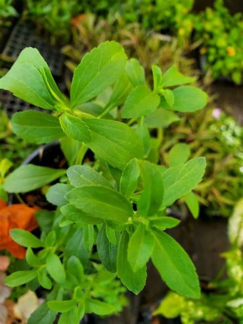 Stevia Plant ~ How to Grow this Sweet Herb - Rural Living Today