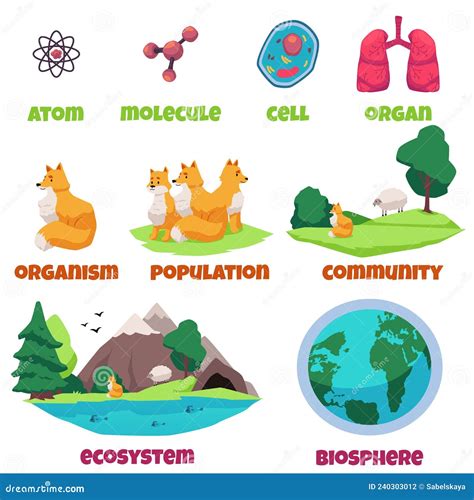 Biological Hierarchy Banner Design, Flat Vector Illustration Isolated ...