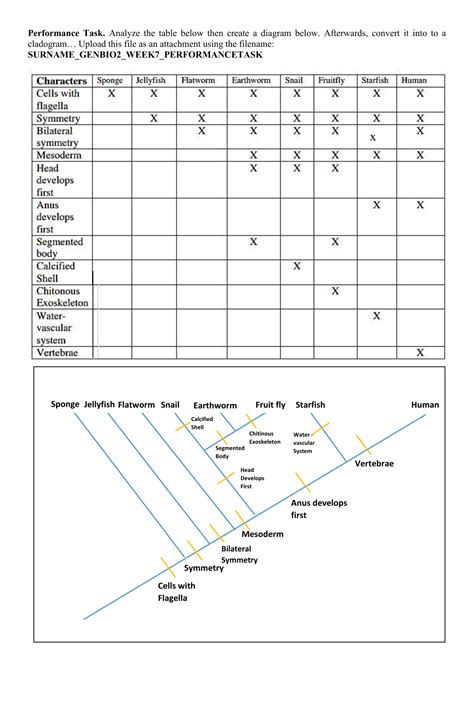 Cladogram Practice Problems With Answers