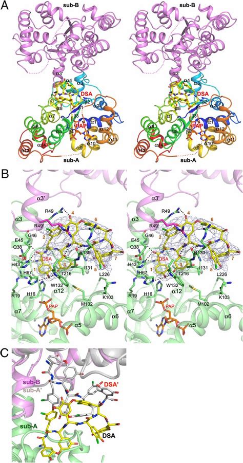 Sulfonation of glycopeptide antibiotics by sulfotransferase StaL ...