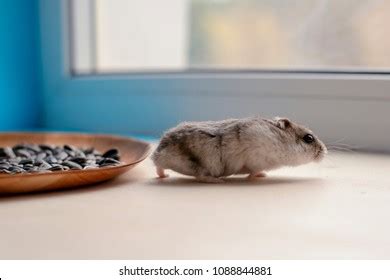 Hamster Eating Sunflower Seeds Stock Photo (Edit Now) 1088844881