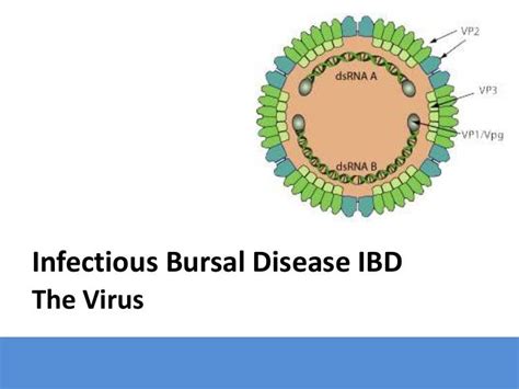 IBD_The Virus