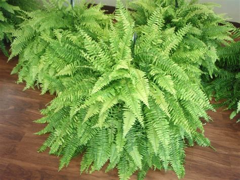 Nephrolepis exaltata (Bostonfern, Boston Fern, Dwarf Feather Palm ...