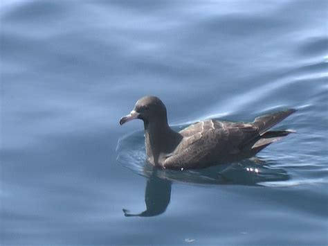 Birding and Dragonfly Videos