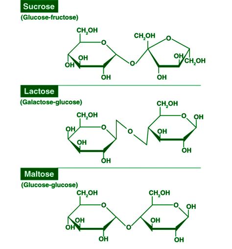 Basic Carbohydrate Chemical Structure