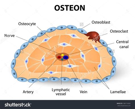 Osteon Development Structure Osteoblast Osteocyte Osteoclast Stock ...