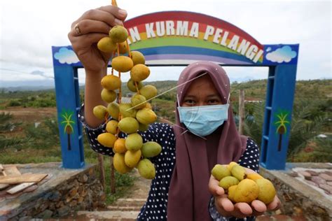 Panen Buah Kurma Di Aceh | ANTARA Foto