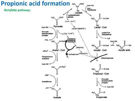 PPT - Propionic acid Bacteria Enrichment PowerPoint Presentation, free ...