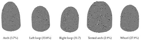 Tented Arch Fingerprint Pattern