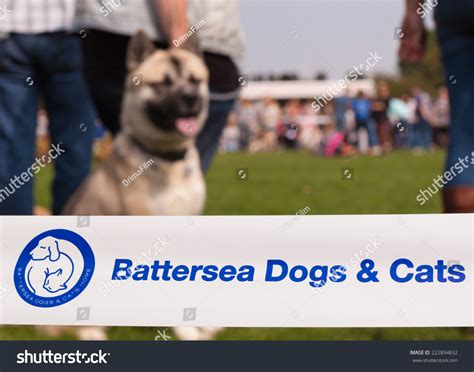 15 Battersea dogs and cats home Images, Stock Photos & Vectors ...