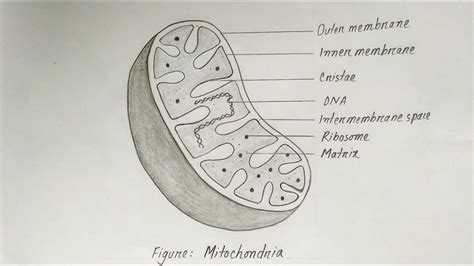 How to draw a Mitochondria easily l Biology Drawing l | Biology drawing ...