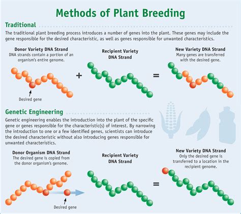 Classical Plant Breeding vs. Molecular Plant Breeding | by R Mateo ...