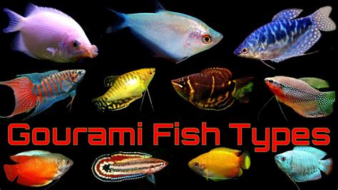 Top 14 Popular Gourami Fish Types - YouTube