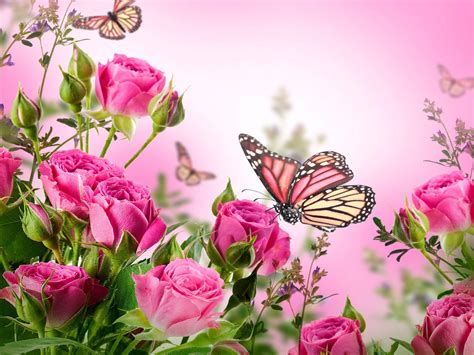 Pink Background Beautiful Butterfly Wallpaper - meandastranger