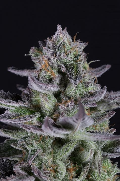 Blueberry Cookies - Strain Information - CannaConnection