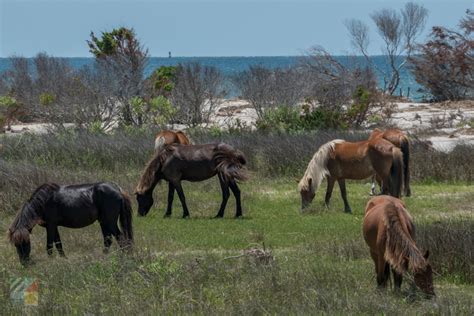 Shackleford Banks Wild Horses - CrystalCoast.com