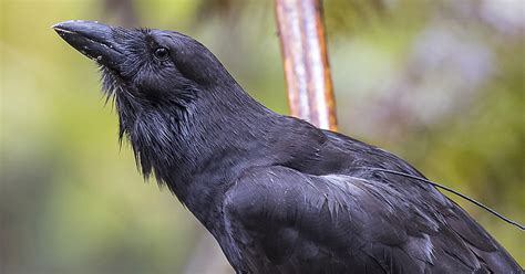 Hawaiian crows headed back to captivity after recent deaths ...