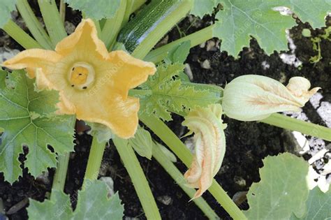 Courgette (Cucurbita pepo) flowers - Stock Image - C027/7841 - Science ...