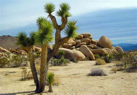 47 Desert Plants (With Pictures and Names) - Identification Guide