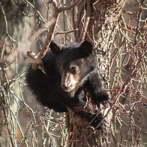 Bear Cubs Nature Hikes - Bear Chase Brewing Company - Loudoun County, VA