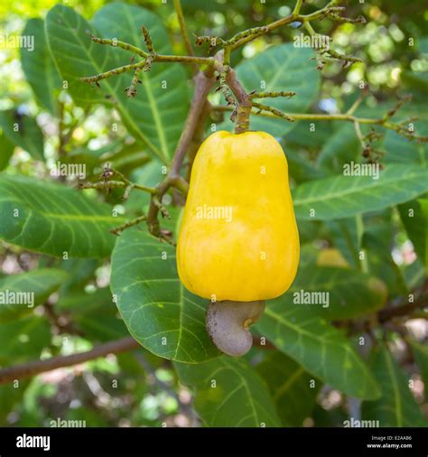 Cashew fruit (Anacardium occidentale) growing on a tree Stock Photo - Alamy