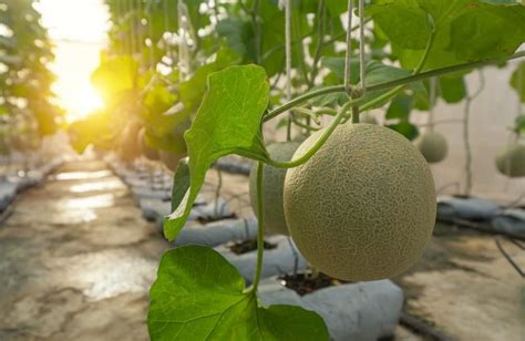 20 Hanging Melon Seeds for Planting - Delicious Melons, Easy to Grow ...