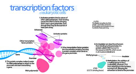 Transcription Factors